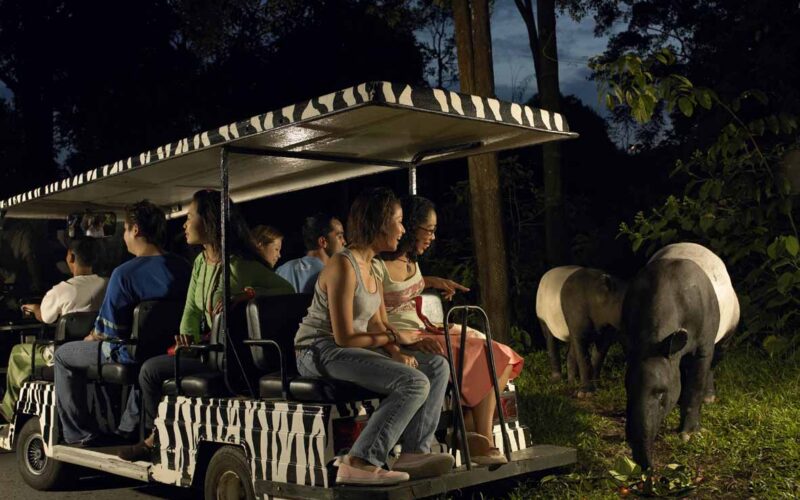 Zebra Safari Night Tapirs Feeding, Night Safari at Mandai Wildlife Reserve_original